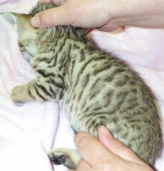 kitty girl