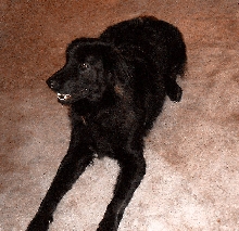 Duke