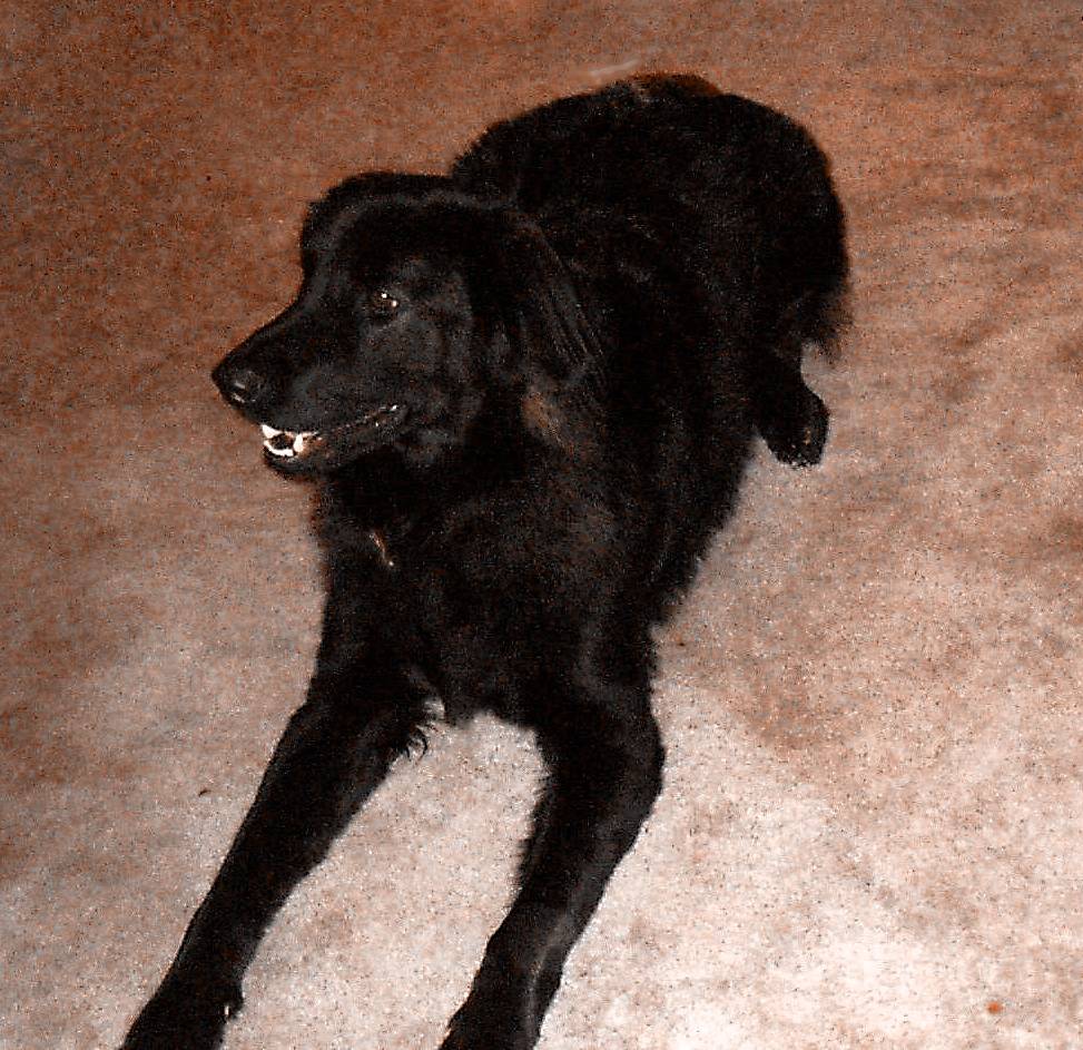 Duke