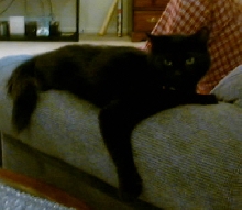 Queen Kitka