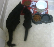 Keep your CAT inside