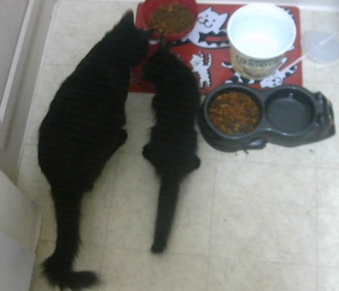 Keep your CAT inside