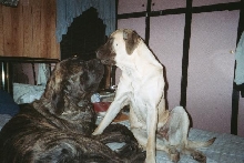 Angus and Mya
