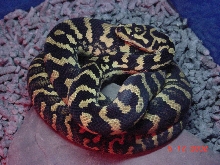 Fresh shed