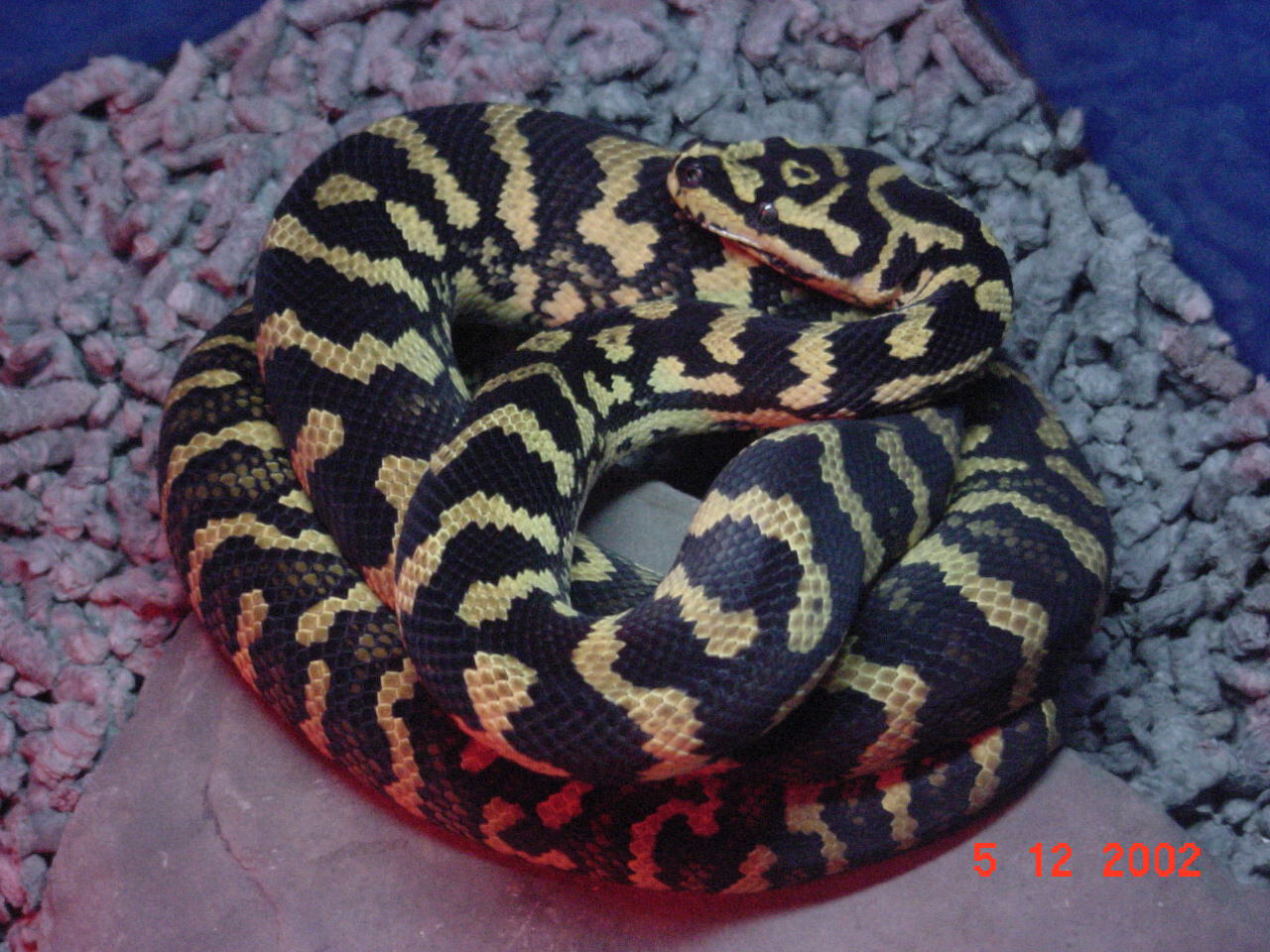 Fresh shed