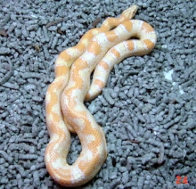 creamsicle