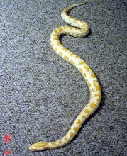 albino