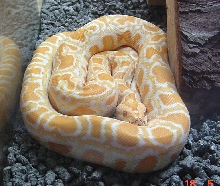 Burm