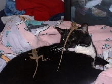 Codey and my lizards