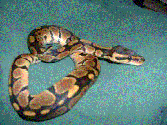 BALL PYTHON