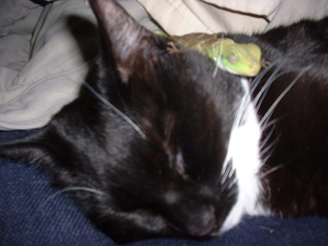 Codey and Elvis