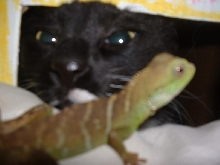 Codey and Lizards