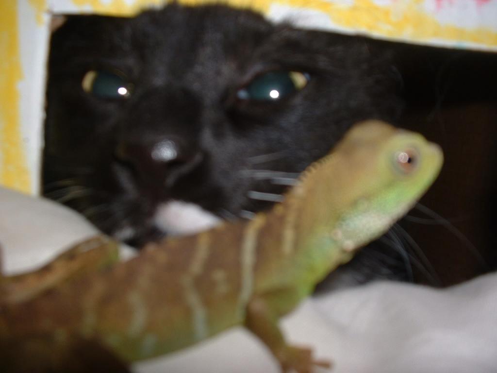 Codey and Lizards