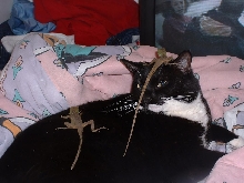 Codey and Water Dragons