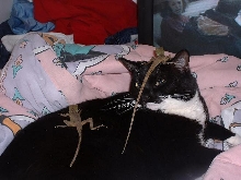 Codey and Water Dragons
