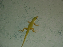 Anole