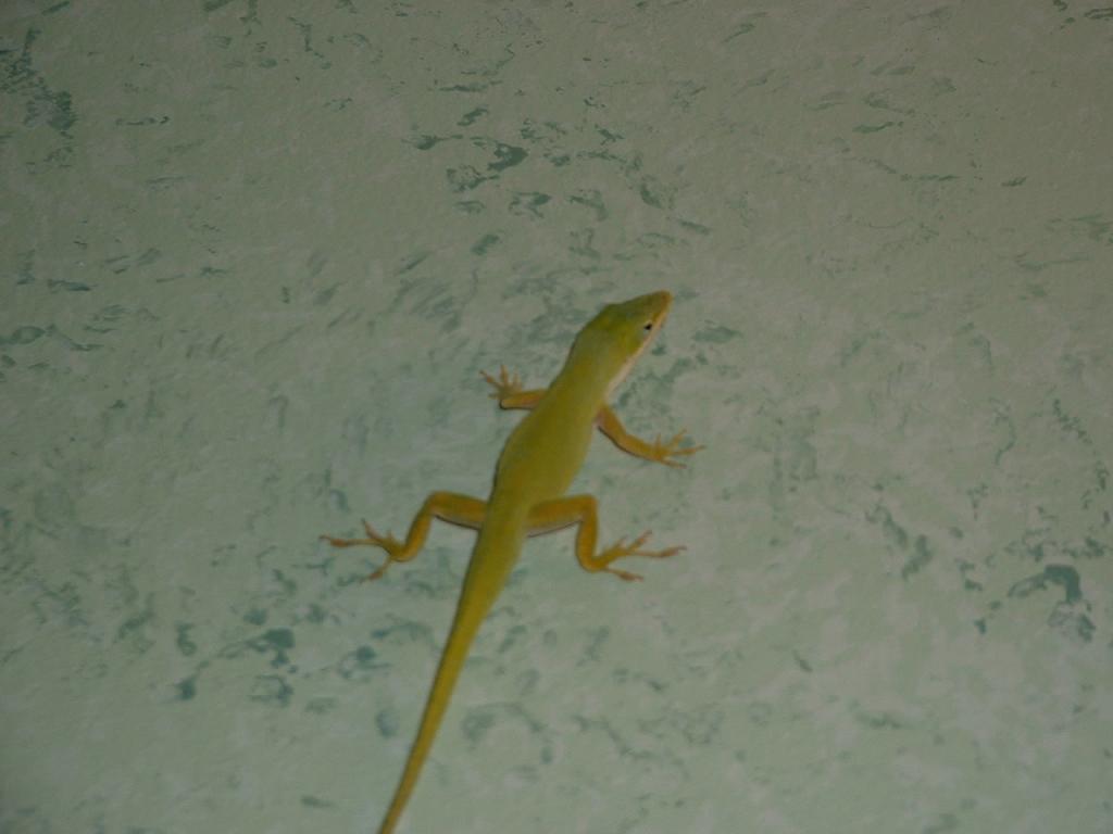 Anole