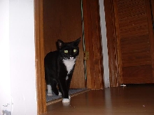 Harley Prowling