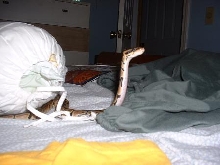 Ball Python