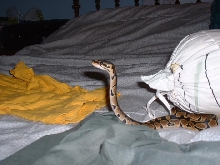Ball Python Standing