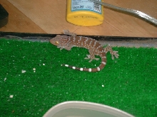 Tokay Gecko