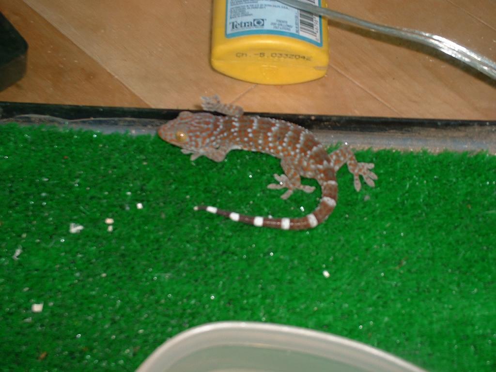 Tokay Gecko
