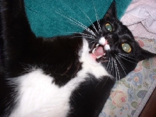 Harley Playing