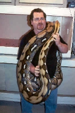 Tiger retic