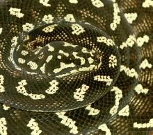 male jungle