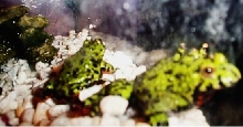 Firebellied Toads