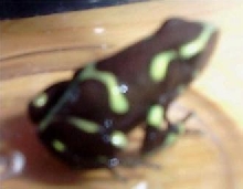 Kermit