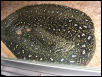 Male Diamond