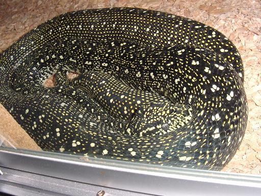 Male Diamond