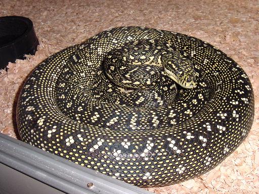 pic of smaller female