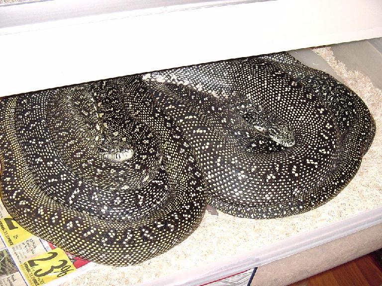 diamond pythons
