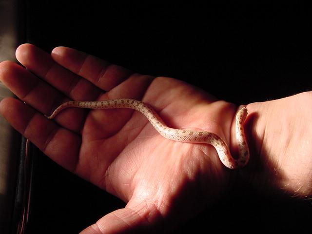 leafnose