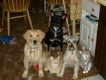My guys
