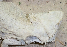 LEUCISTIC MALE