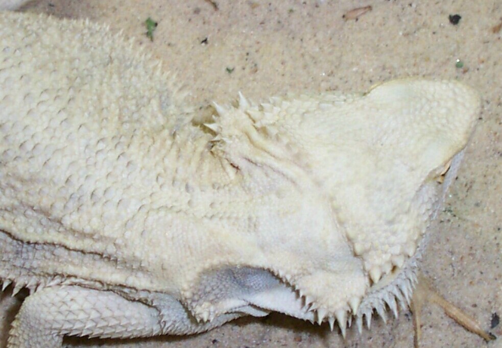LEUCISTIC MALE