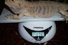 MONSTER!!!!!