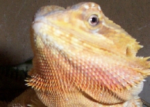 BEARDED