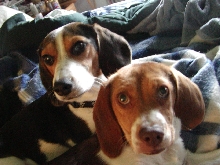 Martini and Echo