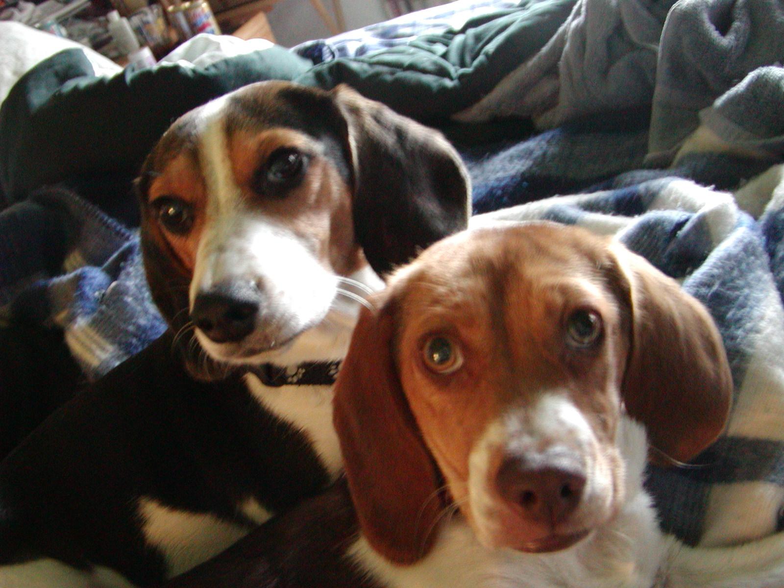Martini and Echo