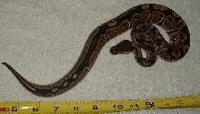 Common Ball