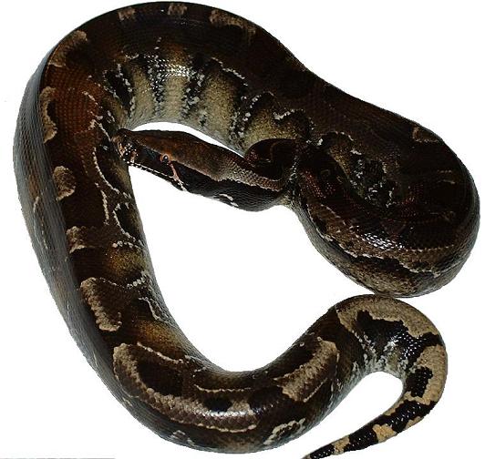 Female Borneo/Black Short Tail
