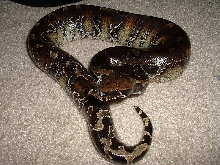 Male Borneo/Black Cross