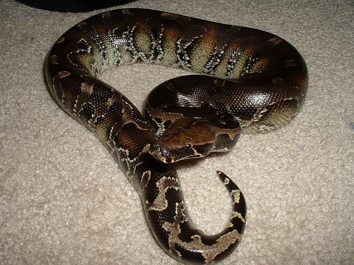 Male Borneo/Black Cross