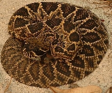 Eastern Diamond Back