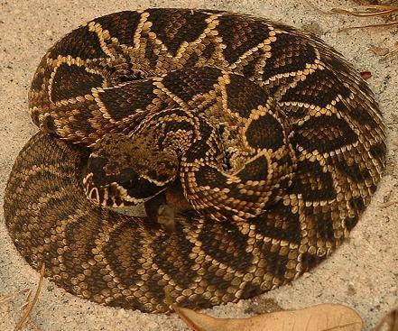 Eastern Diamond Back