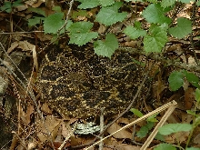 Female Eastern